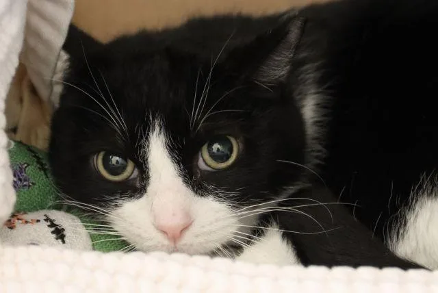 A young small-sized female Domestic Short Hair cat named Kinara for adoption in Tucson, AZ