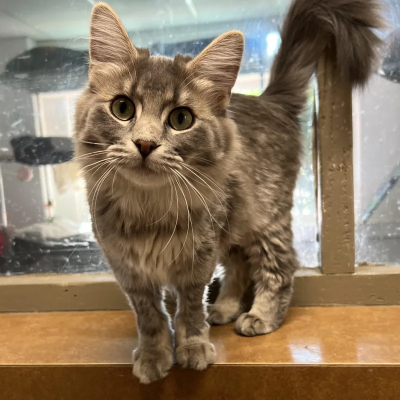 A baby small-sized female Gray / Blue / Silver Domestic Long Hair cat named Esme for adoption in Spencer, IA