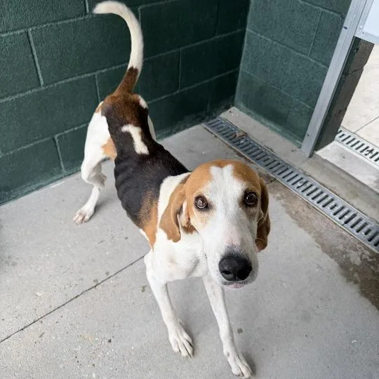 An adult medium-sized male White / Cream Treeing Walker Coonhound dog named Kyler for adoption in Carencro, LA