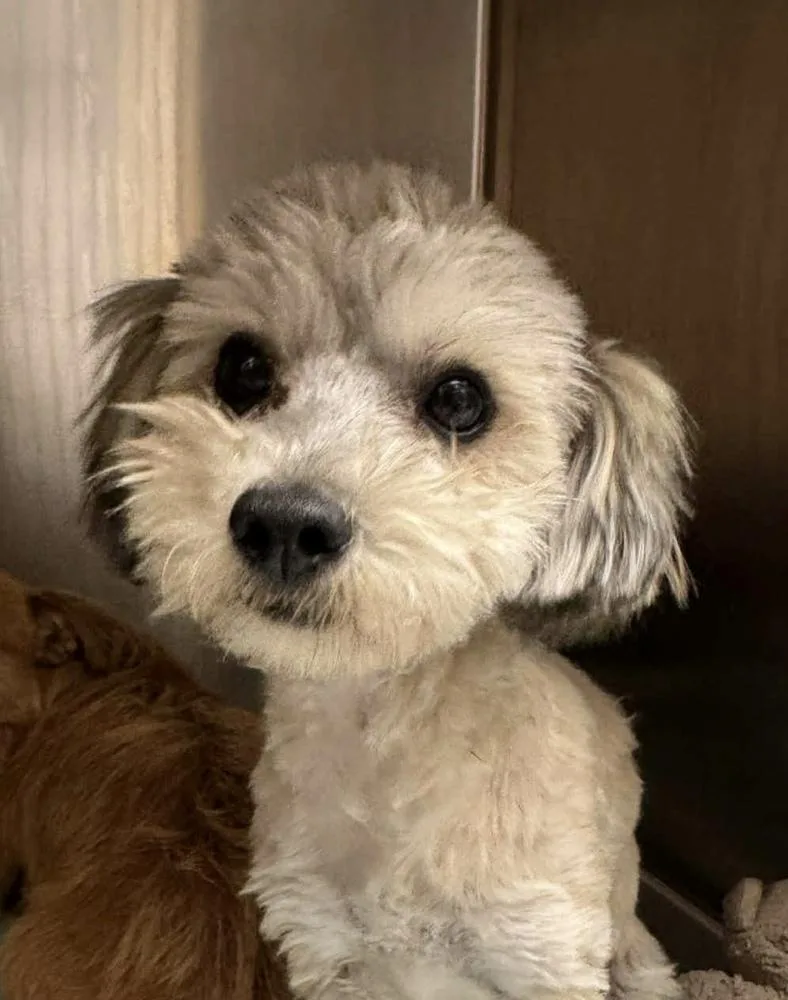 A baby small-sized male Gray / Blue / Silver Poodle dog named Rolly for adoption in San Diego, CA
