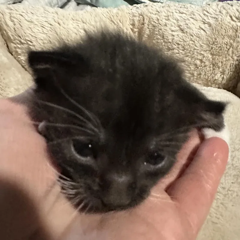 A baby small-sized female Black & White / Tuxedo Domestic Medium Hair cat named Boo for adoption in Crookston, MN