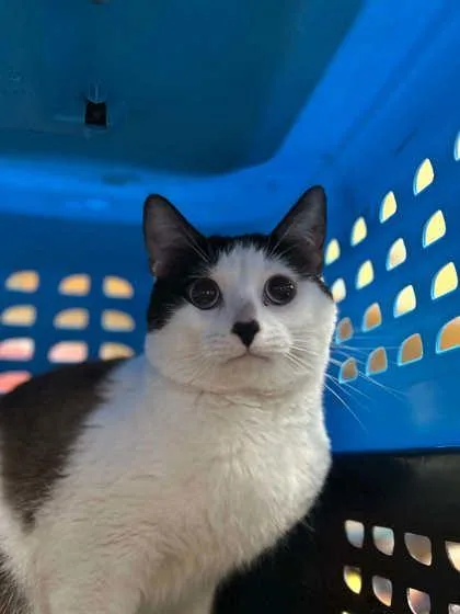 An adult large-sized male Domestic Short Hair cat named Milo for adoption in Munster, IN