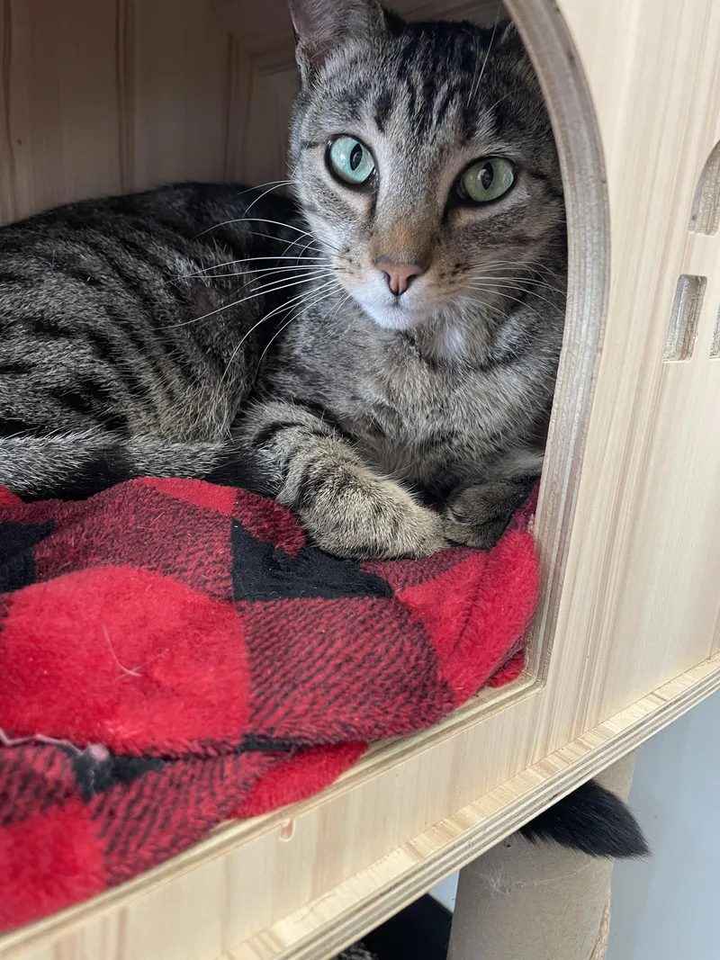 A young medium-sized female Tabby cat named Three Pawfia for adoption in McKenzie, TN