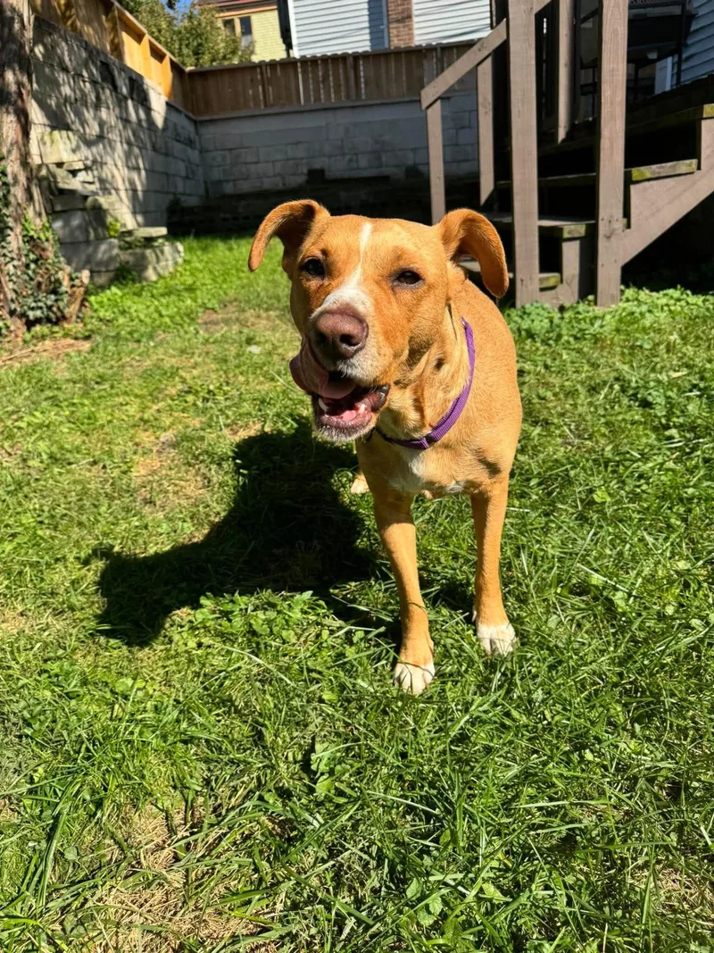 An adult medium-sized female Yellow / Tan / Blond / Fawn Labrador Retriever dog named Sammy for adoption in Greensburg, PA