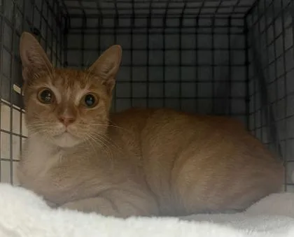 An adult medium-sized female Domestic Short Hair cat named Uniqua for adoption in Honolulu, HI