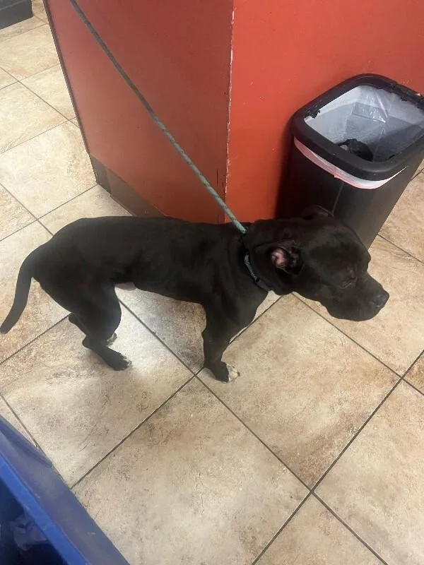 An adult large-sized male Black Mixed Breed dog named Dennis for adoption in Cincinnati, OH