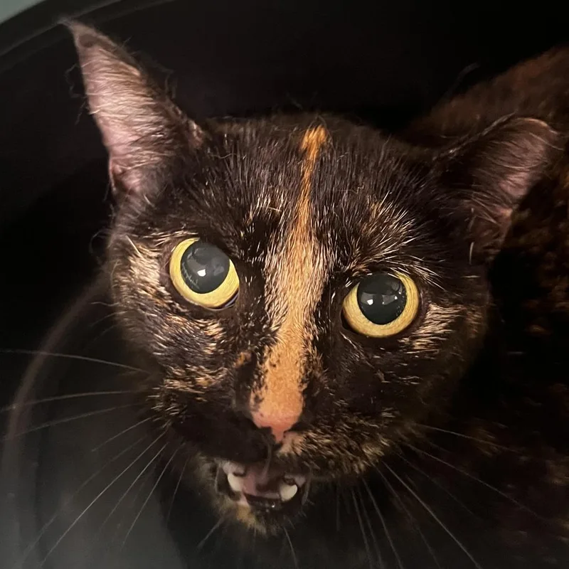 An adult medium-sized female Tortoiseshell Domestic Short Hair cat named 71977 for adoption in Harrisonburg, VA