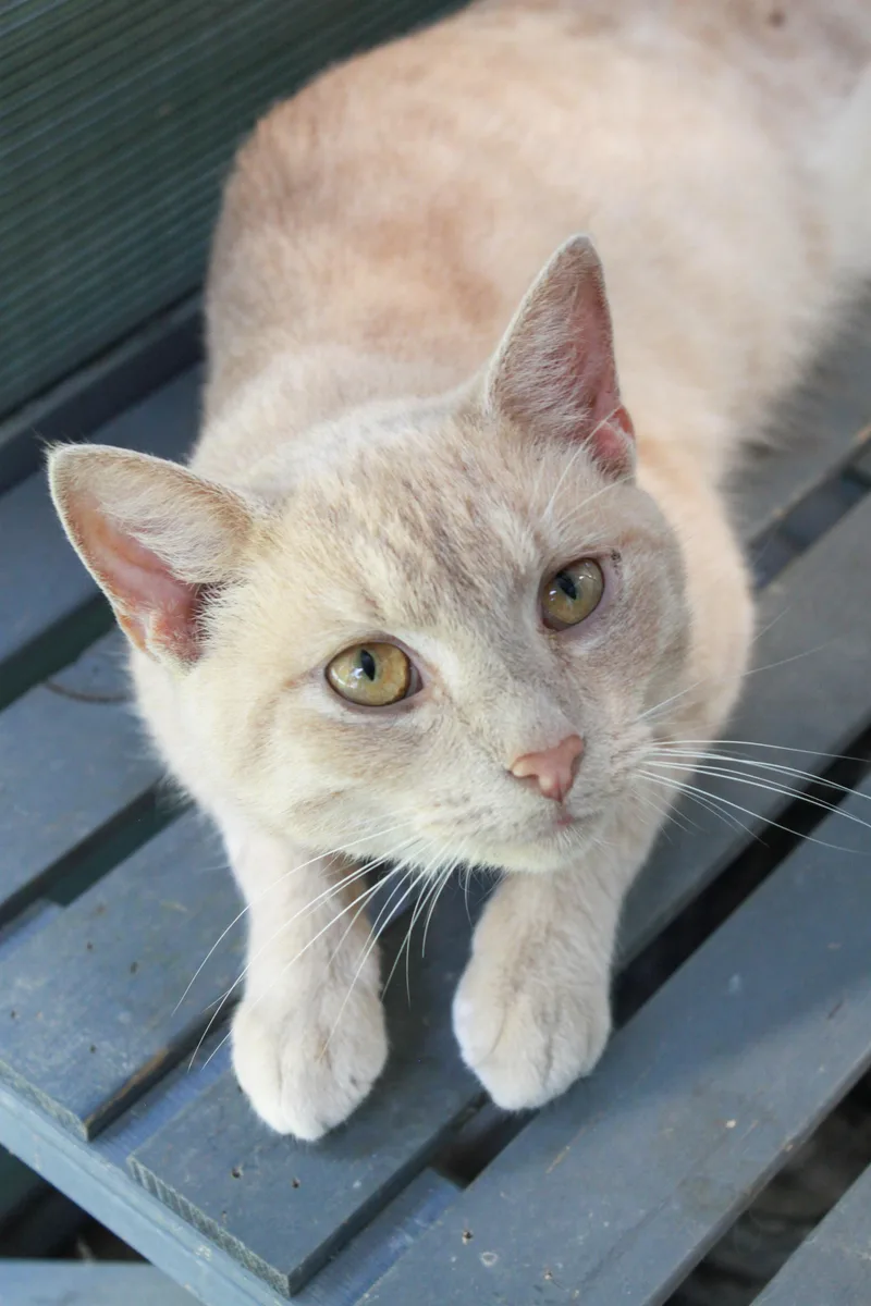 A young medium-sized male Domestic Short Hair cat named Hook for adoption in Ona, WV