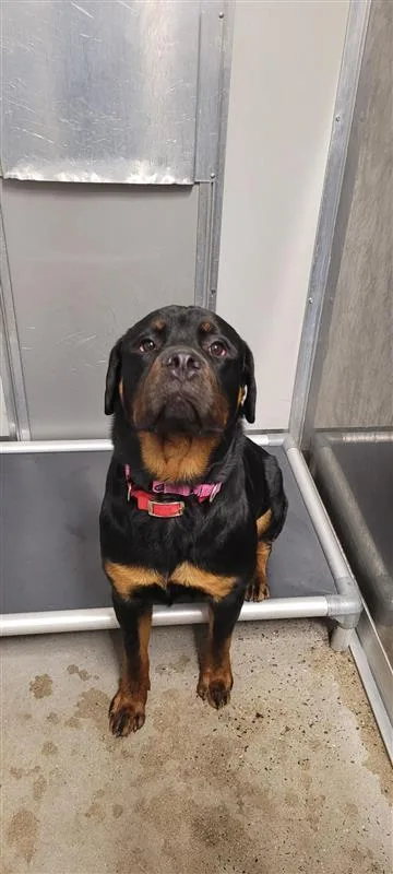 An adult large-sized male Mixed Breed dog named Klaus for adoption in West Chester, PA
