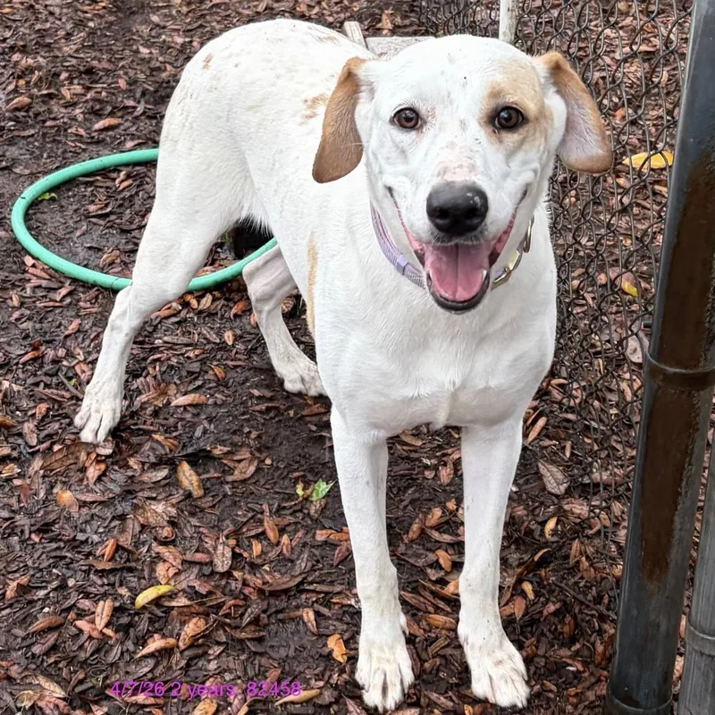 An adult large-sized female White / Cream Catahoula Leopard Dog dog named Luna for adoption in St. Augustine, FL