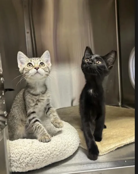 A baby medium-sized female Domestic Short Hair cat named Hollie for adoption in Collierville, TN