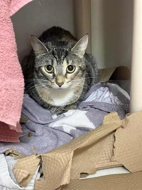 A young medium-sized female Domestic Short Hair cat named Lasagna for adoption in Boston, MA