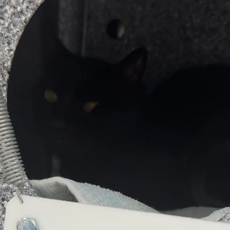 An adult medium-sized male Black Domestic Short Hair cat named Casper for adoption in League City, TX