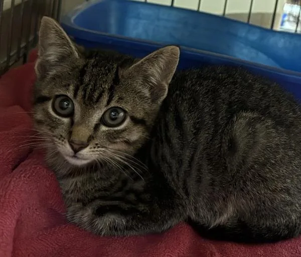 A baby small-sized female Domestic Short Hair cat named Dora for adoption in Salisbury, MD