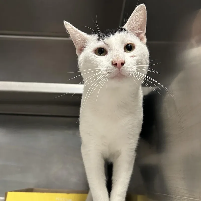 An adult large-sized male Black Domestic Short Hair cat named Vernon for adoption in Charleston, WV