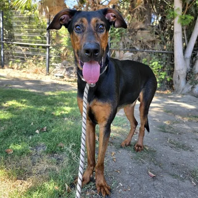 A young large-sized male Doberman Pinscher dog named Nelly for adoption in Long Beach, CA