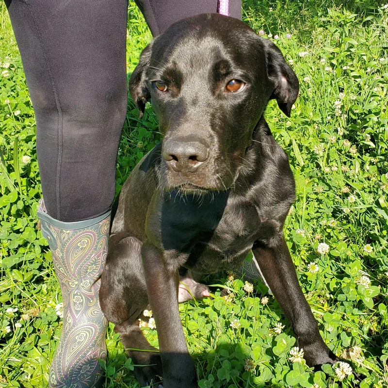 A young large-sized male Black Cane Corso dog named Koney for adoption in Jersey city, NJ