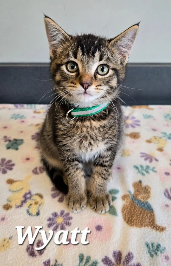 A baby small-sized male Domestic Short Hair cat named Wyatt for adoption in Sidney, OH