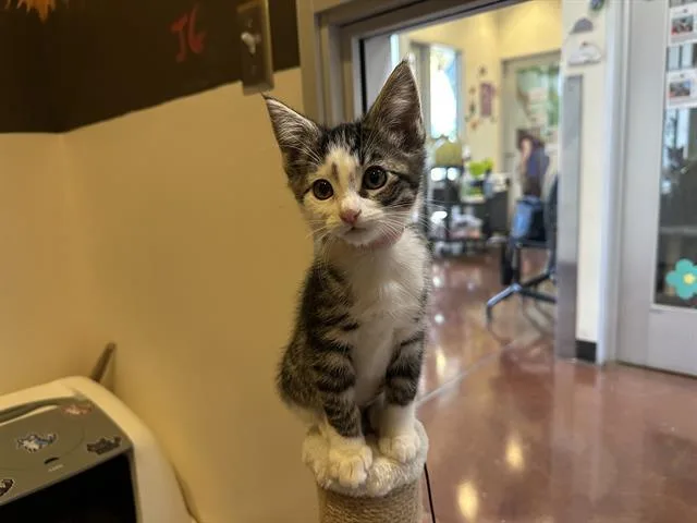 Rosie