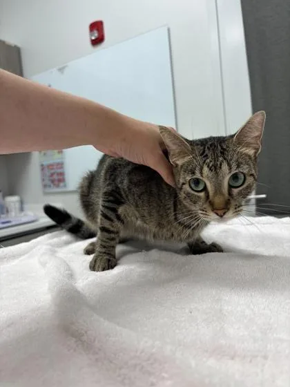 An adult small-sized female Brown / Chocolate Domestic Short Hair cat named Sweetums for adoption in Kansas City, MO