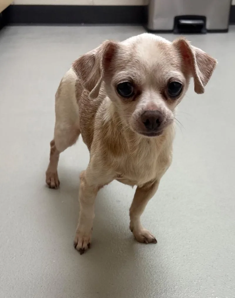 A senior medium-sized female Chihuahua dog named Sissy for adoption in Greeneville, TN