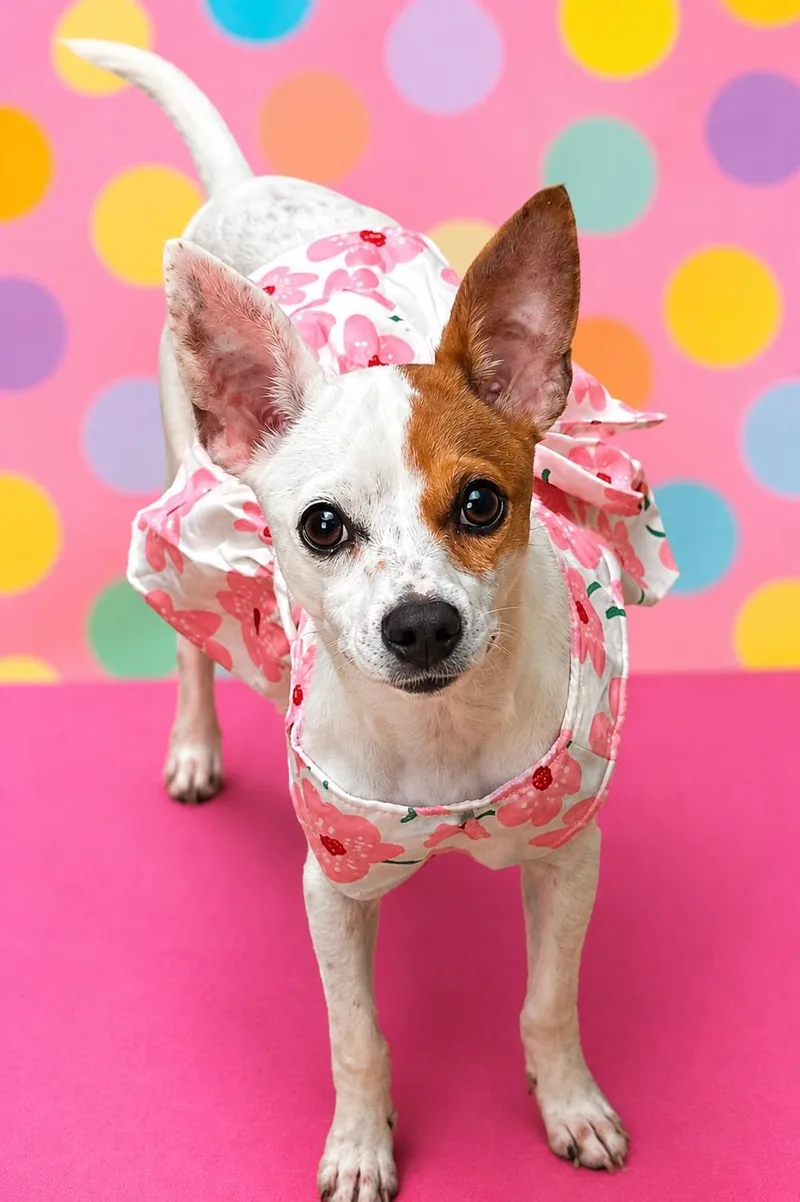 A baby small-sized female White / Cream Chihuahua dog named Elle for adoption in Liverpool, TX