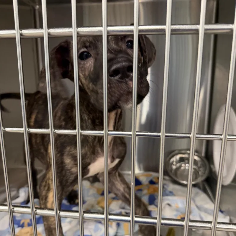 Shooting Star thumbnail 2