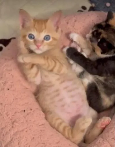 A baby medium-sized male Tabby (Orange / Red) Domestic Short Hair cat named Meep for adoption in oceanside, CA