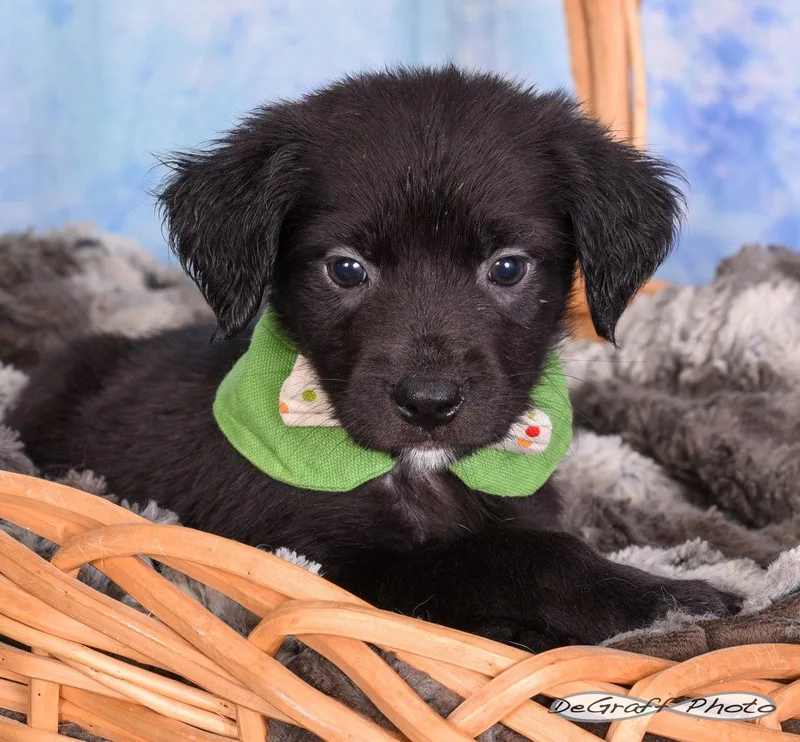 A baby large-sized male Labrador Retriever dog named Newton for adoption in Pittsboro, NC