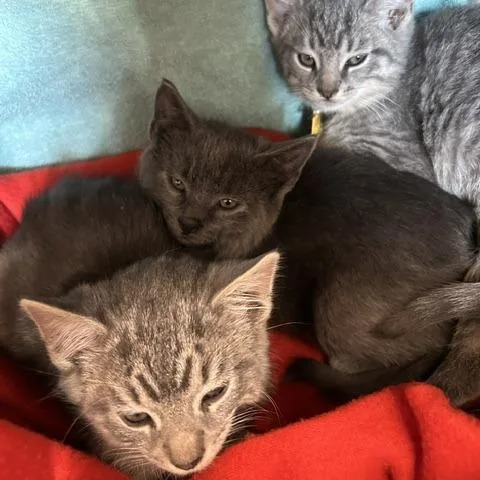 A baby small-sized male Gray / Blue / Silver Domestic Short Hair cat named TanguerayTiny Spirit for adoption in Springfield, MA