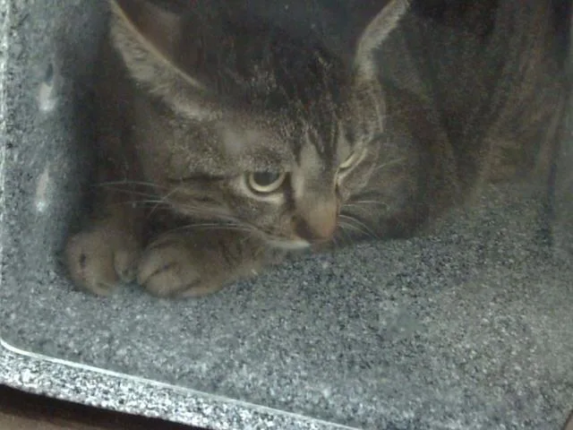 An adult large-sized female Domestic Short Hair cat named Mildred for adoption in Dallas, TX