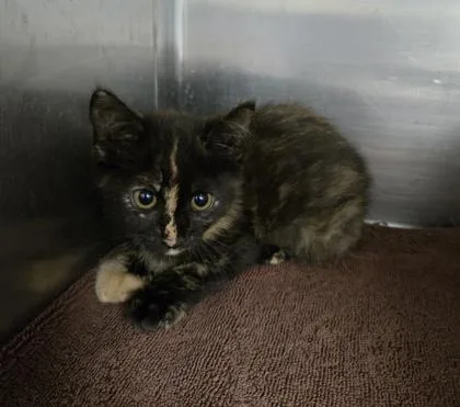A baby small-sized female Domestic Short Hair cat named Ariel for adoption in Gainesville, FL