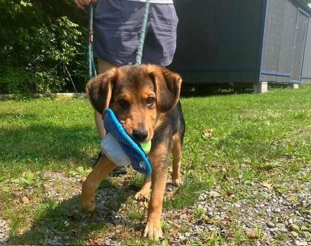 A baby medium-sized male Bicolor Mixed Breed dog named Navy for adoption in Fredericksburg, VA