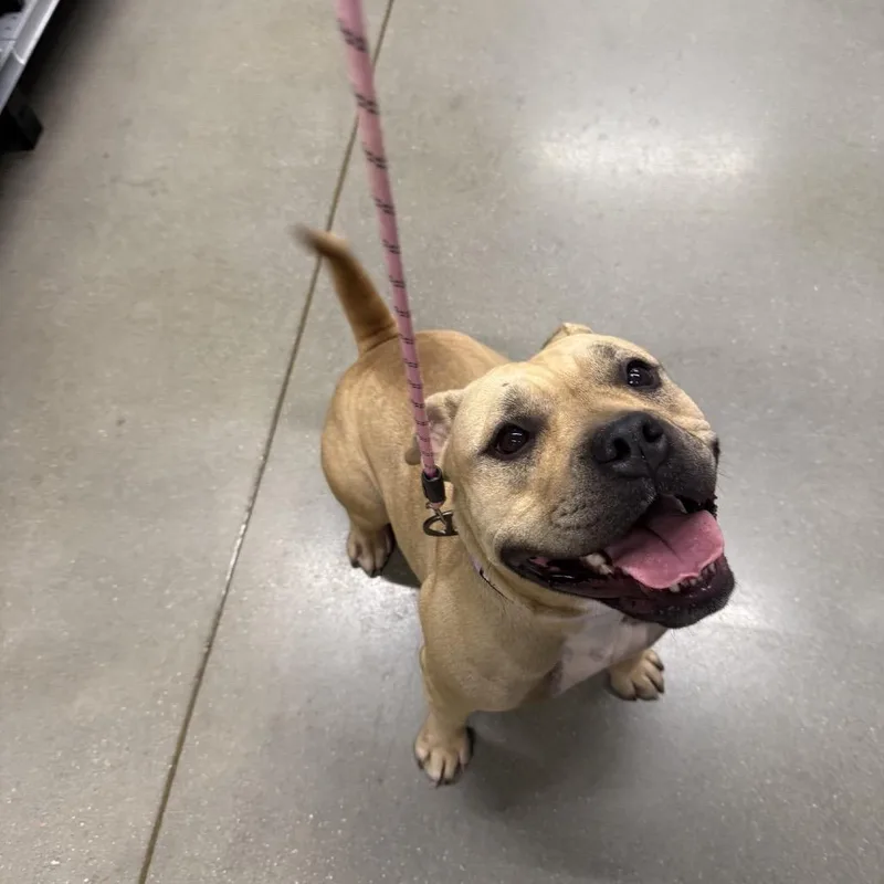 An adult medium-sized female Yellow / Tan / Blond / Fawn Mixed Breed dog named Freya for adoption in Baton Rouge, LA