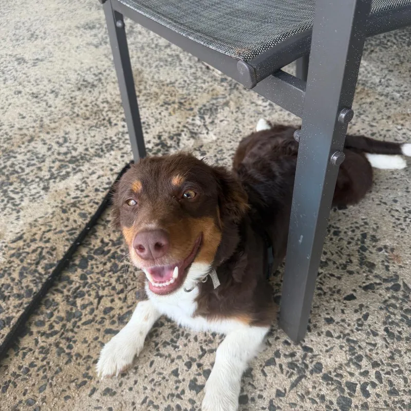 An adult small-sized female Brown / Chocolate Cardigan Welsh Corgi dog named Selma for adoption in Staten Island, NY