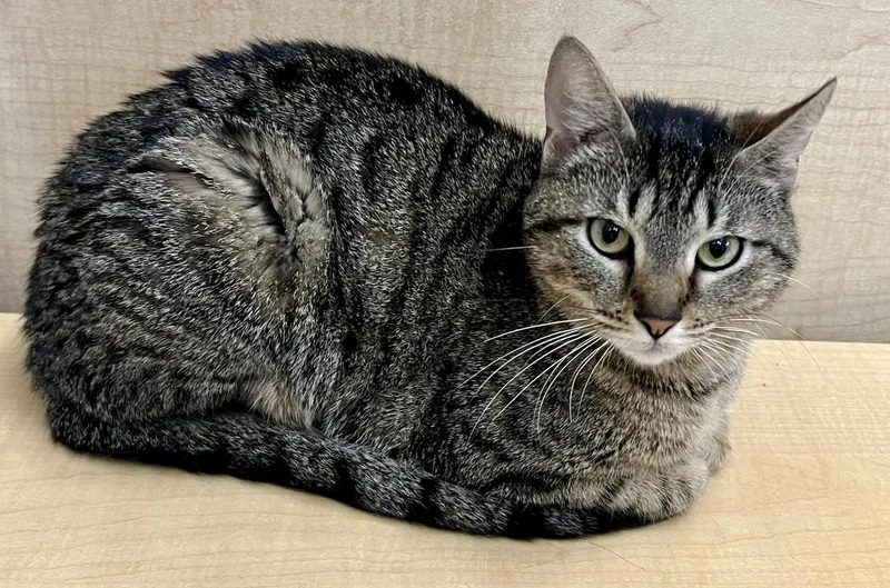 An adult medium-sized female Brown / Chocolate Domestic Short Hair cat named Fontina for adoption in Red Bank, NJ