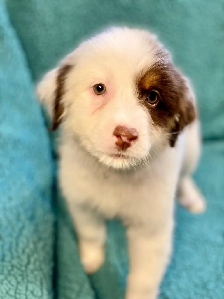 A baby medium-sized female Australian Shepherd dog named Fiona for adoption in Urbandale, IA