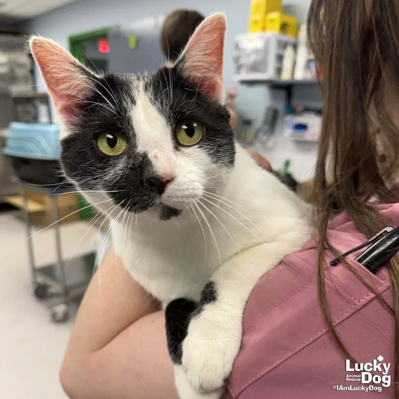 An adult medium-sized female Black & White / Tuxedo Domestic Short Hair cat named Onno for adoption in Washington, DC
