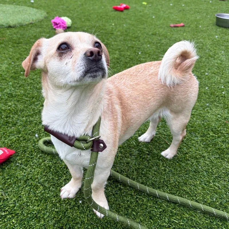 An adult small-sized female Yellow / Tan / Blond / Fawn Chihuahua dog named Pepsi for adoption in Bedford, NH