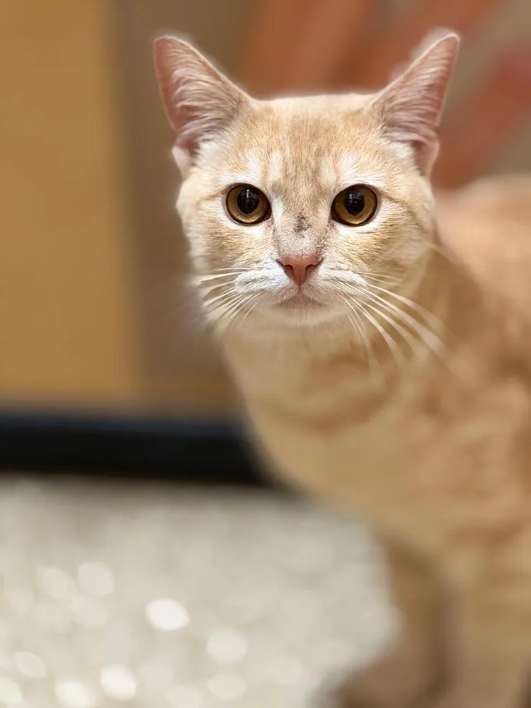 A baby medium-sized male Domestic Short Hair cat named Chianti for adoption in Wilson, NC