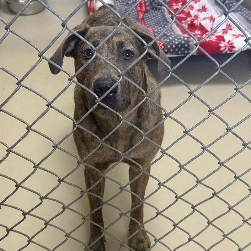 An adult medium-sized female Brindle Mixed Breed dog named Vale for adoption in Escanaba, MI