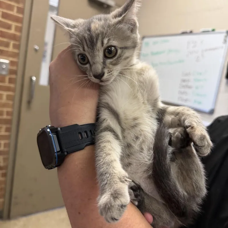 A baby small-sized female Gray / Blue / Silver Domestic Short Hair cat named Bailey for adoption in Birmingham, AL