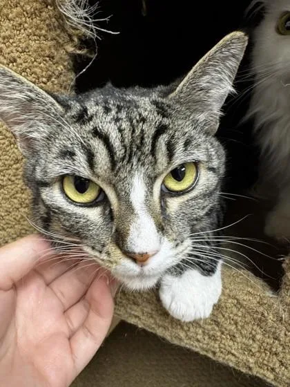 An adult small-sized female Domestic Short Hair cat named Mittens for adoption in Roseville, CA