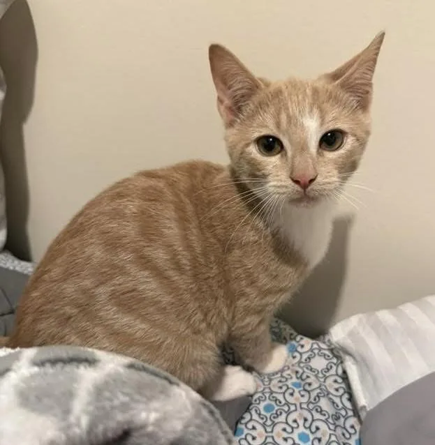 A baby medium-sized male Orange & White Domestic Short Hair cat named Simba for adoption in Breinigsville, PA