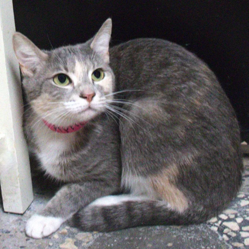 Apricot