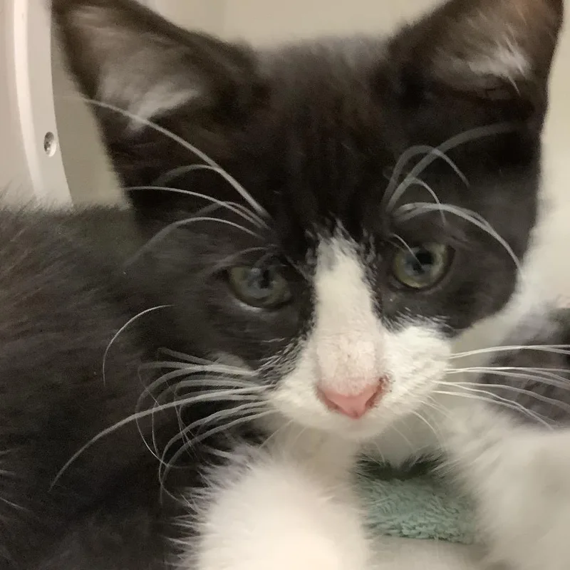 A baby small-sized male Black Domestic Short Hair cat named Eeyore for adoption in Redwood City, CA