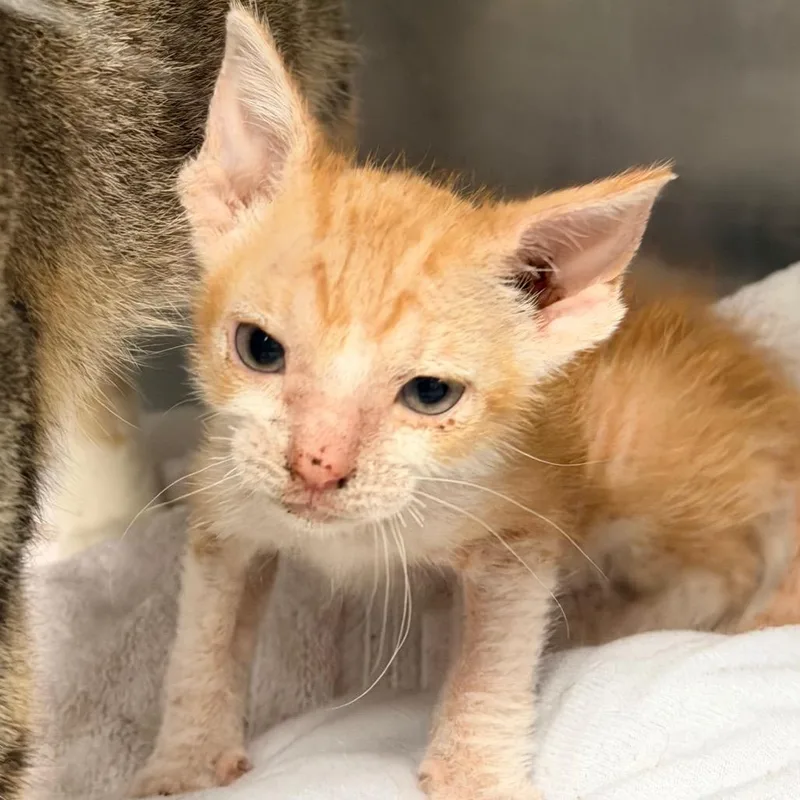 A baby small-sized male Orange / Red Domestic Short Hair cat named Zipper for adoption in Austin, TX