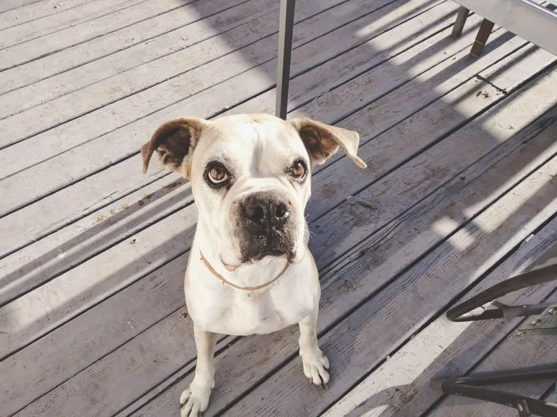 Stewie