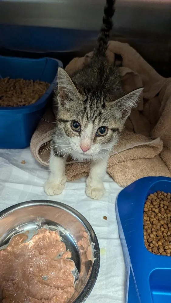 A baby small-sized male Domestic Short Hair cat named Rocky Mountain for adoption in Evansville, IN