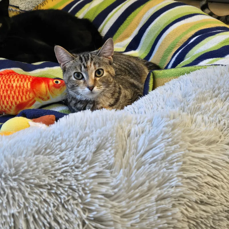 A young medium-sized female Tabby (Brown / Chocolate) Domestic Short Hair cat named Vivi for adoption in West Branch, MI